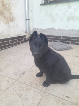 prodám štěňata Německého ovčáka s PP - 2