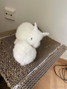 Králičci k rezervaci - 2