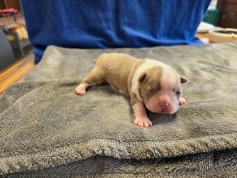 Bostonský teriér color red - 2