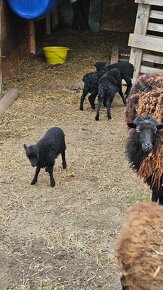 Prodam jehňata ovce Ousantske - 2