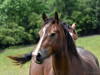Tříletý hřebec WELSH COB - 2