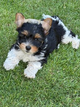 Biewer yorkshire terrier - 2