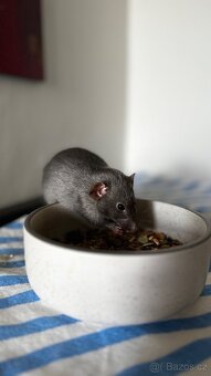 Dumbo potkani 1,5 roku - 2