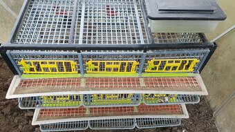 Klec CIMUKA s 8 křepelkami - 2