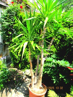 Vzrostlá pokojová juka - 2