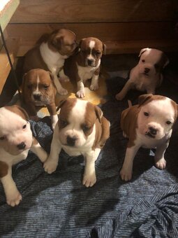 Stafordšírský bulteriér - 2