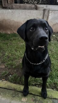 Kříženec labrador a slovenský kopov - 2