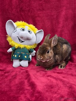 Mini rexíci k odběru před Vánoci - 2