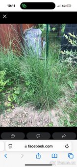 ozdobnice čínská - 2