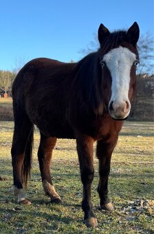 Kobylka 1,5 roku Appa x kříženec - 2