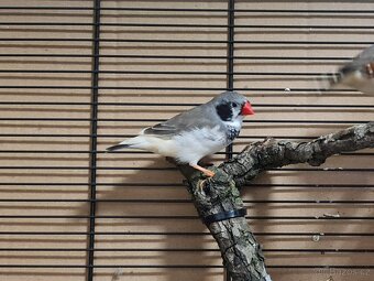 Zebřička - samec - 2