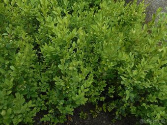 buxusy (Zimostráz) - 2