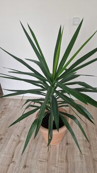 Domácí květina Juka - 2