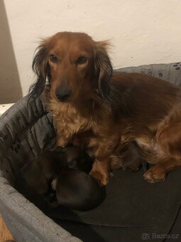 Jezevčík dlouhosrstý - 2