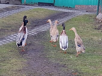 Indický běžec - 2