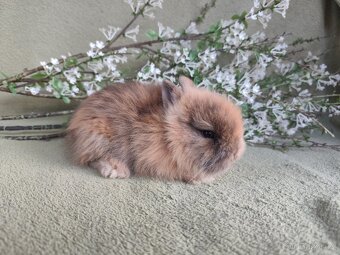 Krásný Teddy sameček s VP - 2