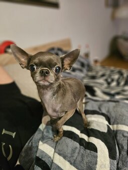 Čivava krátkosrstá s PP - 2