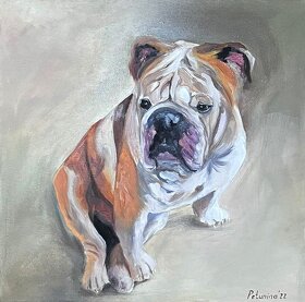 Obraz olejomalba na plátně pes "English bulldog", 40x40 cm - 2