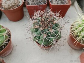 Kaktusy, sukulenty - 2