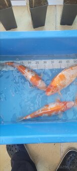 Prodam KOI pouze uznavane variery - 2