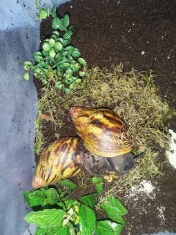Archachatina Marginata Suturalis F2 - 2