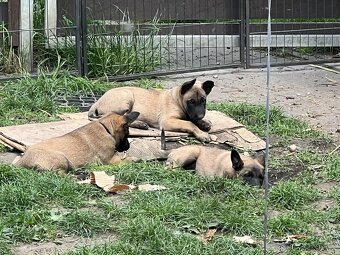 Belgický ovčák Malinois štěně - 2