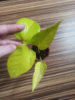 Epipremnum - 2
