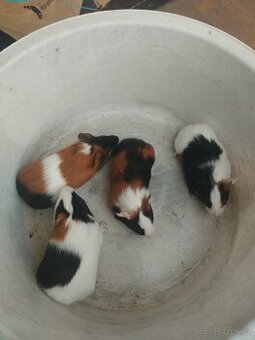Daruji do dobrých rukou 4 ks morče ( mládi samečci )) - 2