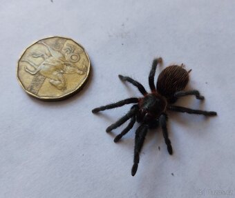 Sklípkan Tliltocatl (Brachypelma) vagans - 2