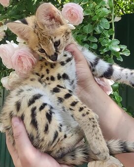 K dispozici koťátka servala (savannah) a karakala - 2