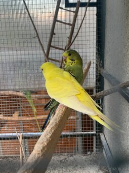 Andulka - 2