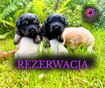 Černopálené štěně s PP, narozené 25.6.2025, socializované, o - 2