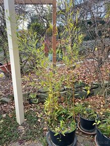 Prodám bambus Phyllostachys aureosulcata - 2