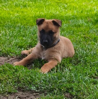 Belgický ovčák malinois s PP - 2