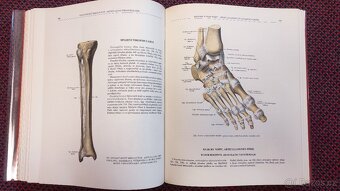Atlas anatomie člověka I.-III. R.D. Sinělnikov - 2