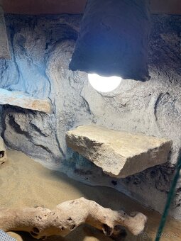 Skleněné terárium pro Agamu - 2