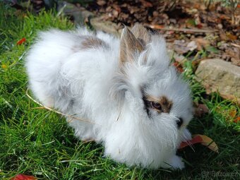 Zakrslý králík - 2