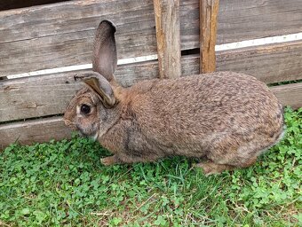 Nabízím mladé samičky vhodné do chovu - 2