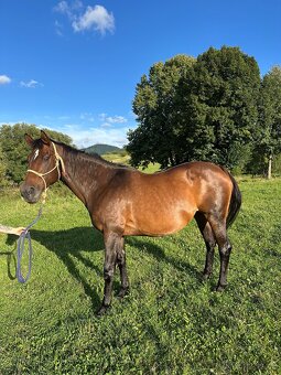 Aydin chovná kobylka s vynikajúcou povahou – ideálna k deťom - 2