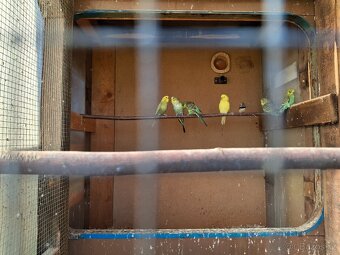 Andulky,zebřičky - 2