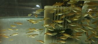 Tetra červenoústá - 2