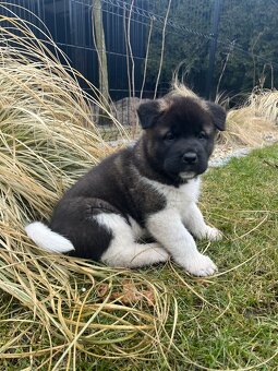 Americka Akita - 2