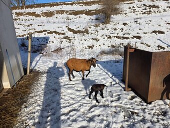 Kamerunské ovce - 2