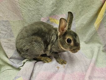 Zakrslý králíček - 2