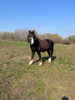 Prodám Welsh-Cob typu C - 2