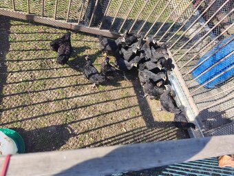 Kohouti maransek - 2