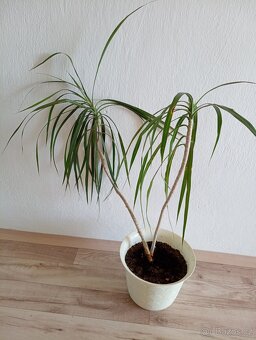 Zamiokulkas, dracena - 2
