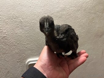 Odrostla kuřátka cemani a holandská zdrobnělá - 2