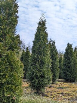 Thuje Thuja Smaragd - 2
