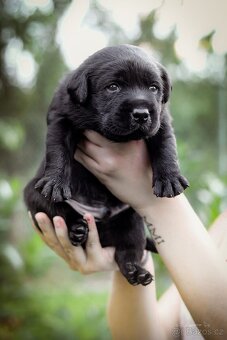 Štěňata - podzim 2025 - labradorský retriever s PP - 2